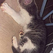 Mazout participe au concours pour gagner de l'argent avec cette photo : cat, chair_leg, closeup, cord, cozy, ear, fabric, fur, grey, indoor, laptop, metal, paw, pet, quiet, resting, sleeping, striped, tail, white