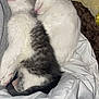 Mazout participe au concours pour gagner de l'argent avec cette photo : adorable, animal, bedding, blanket, cat, companion, cozy, cute, fur, fur_pattern, gray, indoor, kitten, paw, pet, relaxation, resting, sleeping, snuggling, white