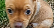 Buggy a rejoint le concours — aidez-le/la à gagner de superbes lots ! puppy, dog, canine, tan_fur, brown_fur, floppy_ears, blue_collar, face, eyes, nose, grass, outdoors, dry_grass, sitting, curious, cute, portrait, close_up, animal, pet
