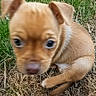 puppy, dog, canine, tan_fur, brown_fur, floppy_ears, blue_collar, face, eyes, nose, grass, outdoors, dry_grass, sitting, curious, cute, portrait, close_up, animal, pet