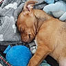 Buggy participe au concours pour gagner de l'argent avec cette photo : puppy, dog, sleeping, tan_fur, short_fur, closed_eyes, floppy_ears, pet_bed, basket, blanket, plush_toy, blue_toy, cozy, indoors, resting, cute, animal, portrait, soft_texture, relaxed