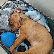 Buggy a rejoint le concours — aidez-le/la à gagner de superbes lots ! puppy, dog, sleeping, tan_fur, curled_up, pet_bed, blanket, plush_toy, blue_toy, indoor, cozy, resting, small_dog, animal, cute, nap, soft_bedding, floor, home, portrait