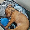 puppy, dog, sleeping, tan_fur, curled_up, pet_bed, blanket, plush_toy, blue_toy, indoor, cozy, resting, small_dog, animal, cute, nap, soft_bedding, floor, home, portrait