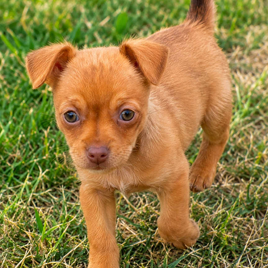 Buggy a rejoint le concours — aidez-le/la à gagner de superbes lots ! puppy, dog, canine, brown_fur, small_dog, standing, walking, grass, outdoors, garden, tail_up, floppy_ears, dark_eyes, nose, paw, animal_portrait, cute, playful, natural_light, phone_screenshot