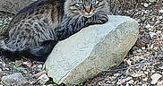 Chanel participe au concours pour gagner de l'argent avec cette photo : animal, cat, ears, eyes, feline, fur, gravel, greenery, ground, leaf, mammal, nature, outdoor, pet, resting, rock, sunlight, tabby, whiskers, wildlife
