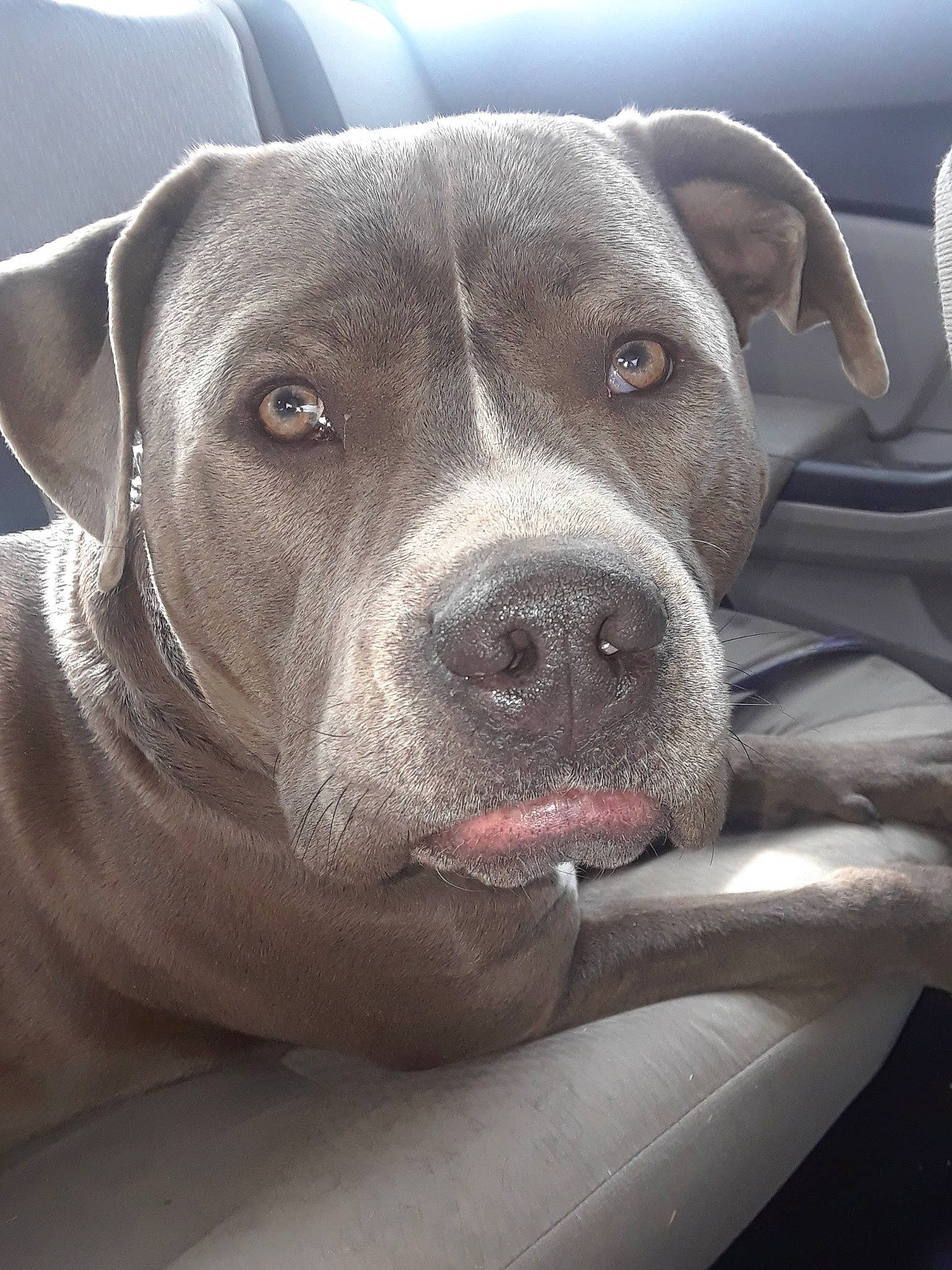 Yadier is registered to the contest to win money with this photo: american_bulldog, american_pit_bull_terrier, american_staffordshire_terrier, bandog, bully_kutta, canidae, carnivore, cordoba_fighting_dog, dog, dog_breed, fawn, mammal, molosser, non_sporting_group, pit_bull, rare_breed_dog, snout, sporting_group, staffordshire_bull_terrier, vertebrate