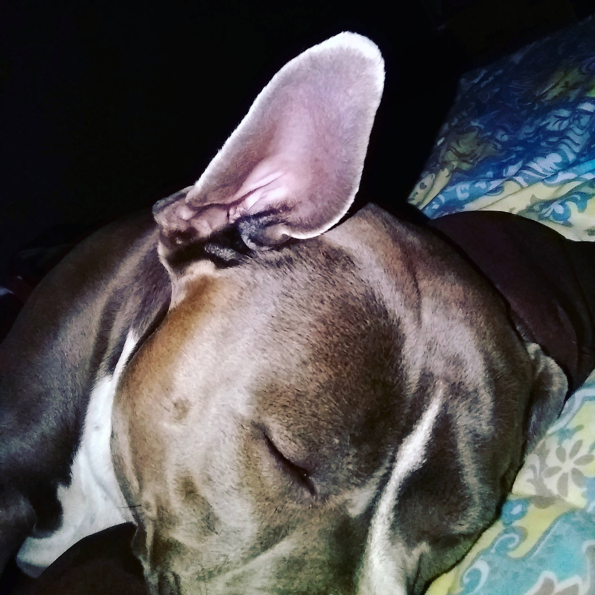 Yadier joined the competition — help win amazing prizes! boston_terrier, canidae, carnivore, companion_dog, dog, dog_breed, dog_collar, ear, fawn, french_bulldog, mammal, non_sporting_group, nose, organ, snout, whiskers