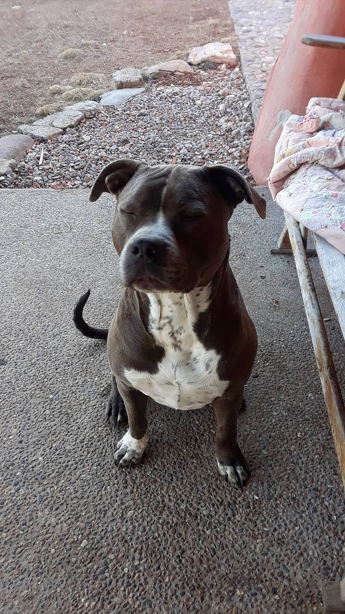 Starr joined the competition — help win amazing prizes! adventure, american_bulldog, american_pit_bull_terrier, american_staffordshire_terrier, canidae, carnivore, companion_dog, dog, dog_breed, fawn, mammal, non_sporting_group, nose, pit_bull, puppy, rare_breed_dog, snout, sporting_group, staffordshire_bull_terrier, vertebrate