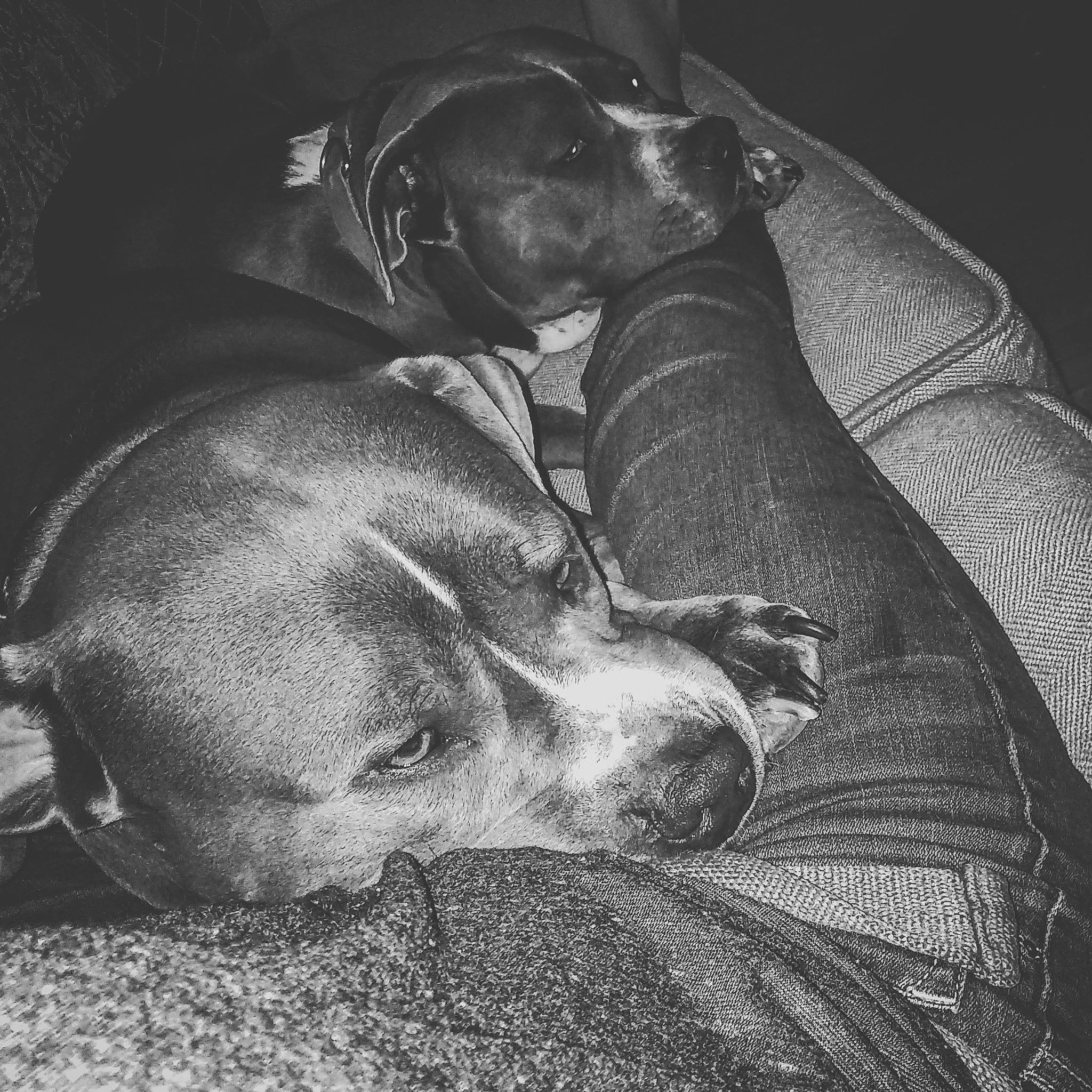Starr is registered to the contest to win money with this photo: american_staffordshire_terrier, canidae, carnivore, companion_dog, dog, dog_breed, ear, great_dane, nap, non_sporting_group, sleep, snout, sporting_group