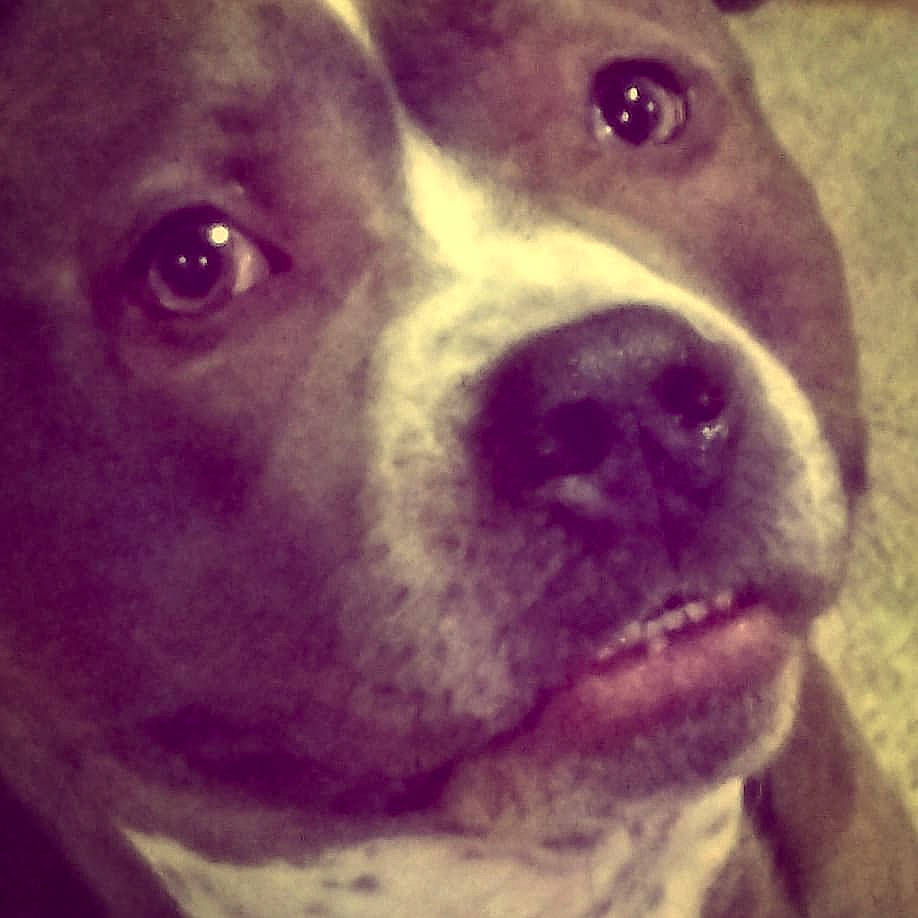 Starr is registered to the contest to win money with this photo: american_pit_bull_terrier, american_staffordshire_terrier, canidae, carnivore, dog, dog_breed, ear, eye, fawn, head, non_sporting_group, nose, pit_bull, puppy, puppy_love, snout, sporting_group, staffordshire_bull_terrier, valley_bulldog, whiskers