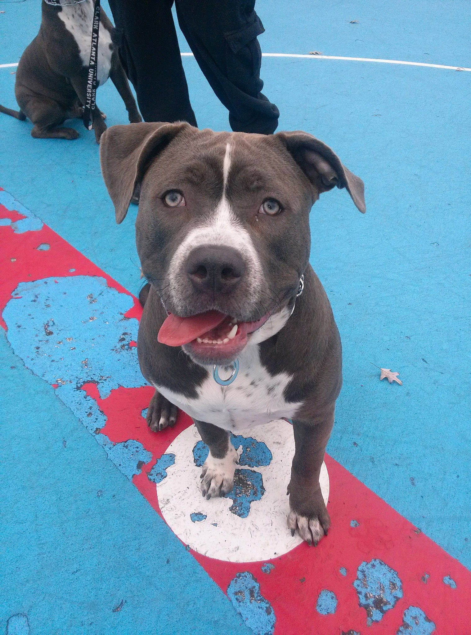 Starr is registered to the contest to win money with this photo: american_bulldog, american_pit_bull_terrier, american_staffordshire_terrier, canidae, carnivore, companion_dog, dog, dog_breed, fawn, mammal, non_sporting_group, pit_bull, rare_breed_dog, snout, sporting_group, staffordshire_bull_terrier, terrier, vertebrate