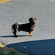 Rudy is registered to the contest to win money with this photo: dachshund, dog, pet, animal, outdoor, asphalt, driveway, leaves, shadow, sunlight, grass, black, tan, curious, standing, daytime, nature, canine, small_dog, long_body