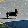 dachshund, dog, pet, animal, outdoor, asphalt, driveway, leaves, shadow, sunlight, grass, black, tan, curious, standing, daytime, nature, canine, small_dog, long_body