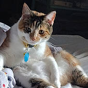 Callie joined the competition — help win amazing prizes! animal, bed, blanket, calico_cat, cat, collar, cozy, cute, domestic_animal, feline, fur, indoor, paw, pet, relaxed, resting, sleepy, sunlight, tag, whiskers