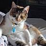 animal, bed, blanket, calico_cat, cat, collar, cozy, cute, domestic_animal, feline, fur, indoor, paw, pet, relaxed, resting, sleepy, sunlight, tag, whiskers