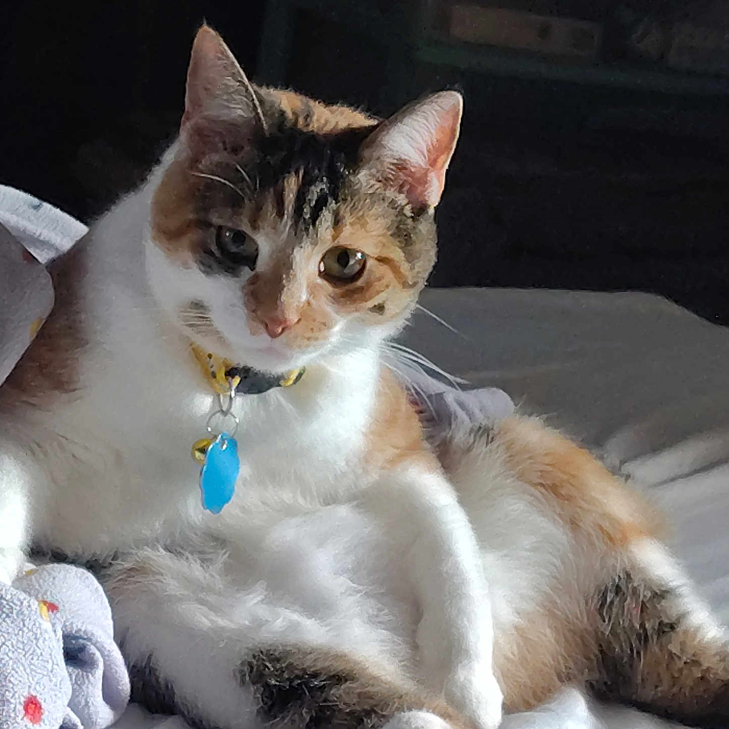 Callie