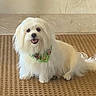 dog, white_dog, small_dog, fluffy, pet, indoor, carpet, bandana, sitting, cute, friendly, animal, fur, companion, smiling, tongue_out, domestic_animal, mammal, home, floor