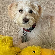 Milo joined the competition — help win amazing prizes! dog, puppy, plush_toy, yellow, carpet, indoor, pet, fluffy, cute, collar, fur, toy, animal, domestic_animal, playful, lying_down, face, nose, ears, companion