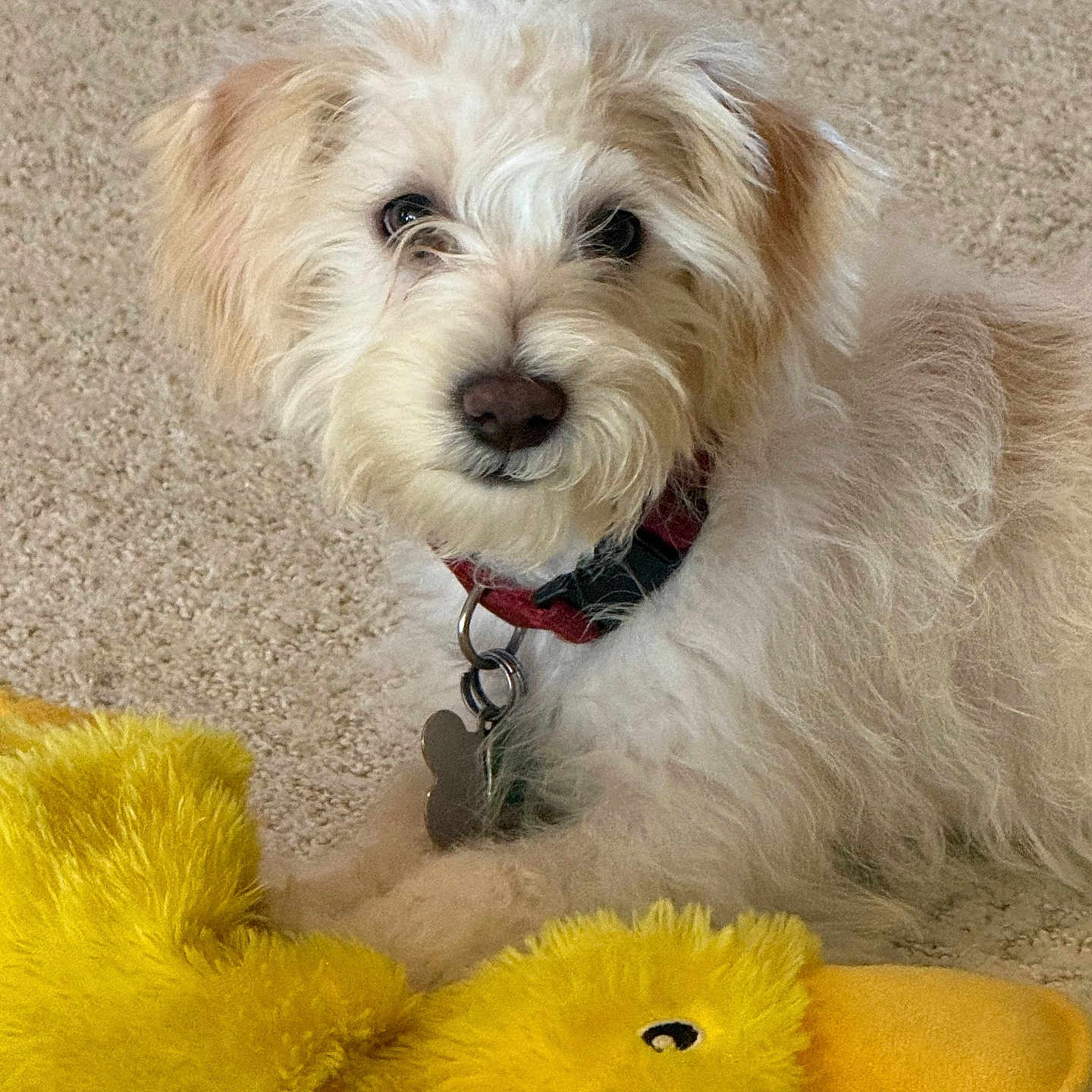 Milo joined the competition — help win amazing prizes! dog, puppy, plush_toy, yellow, carpet, indoor, pet, fluffy, cute, collar, fur, toy, animal, domestic_animal, playful, lying_down, face, nose, ears, companion