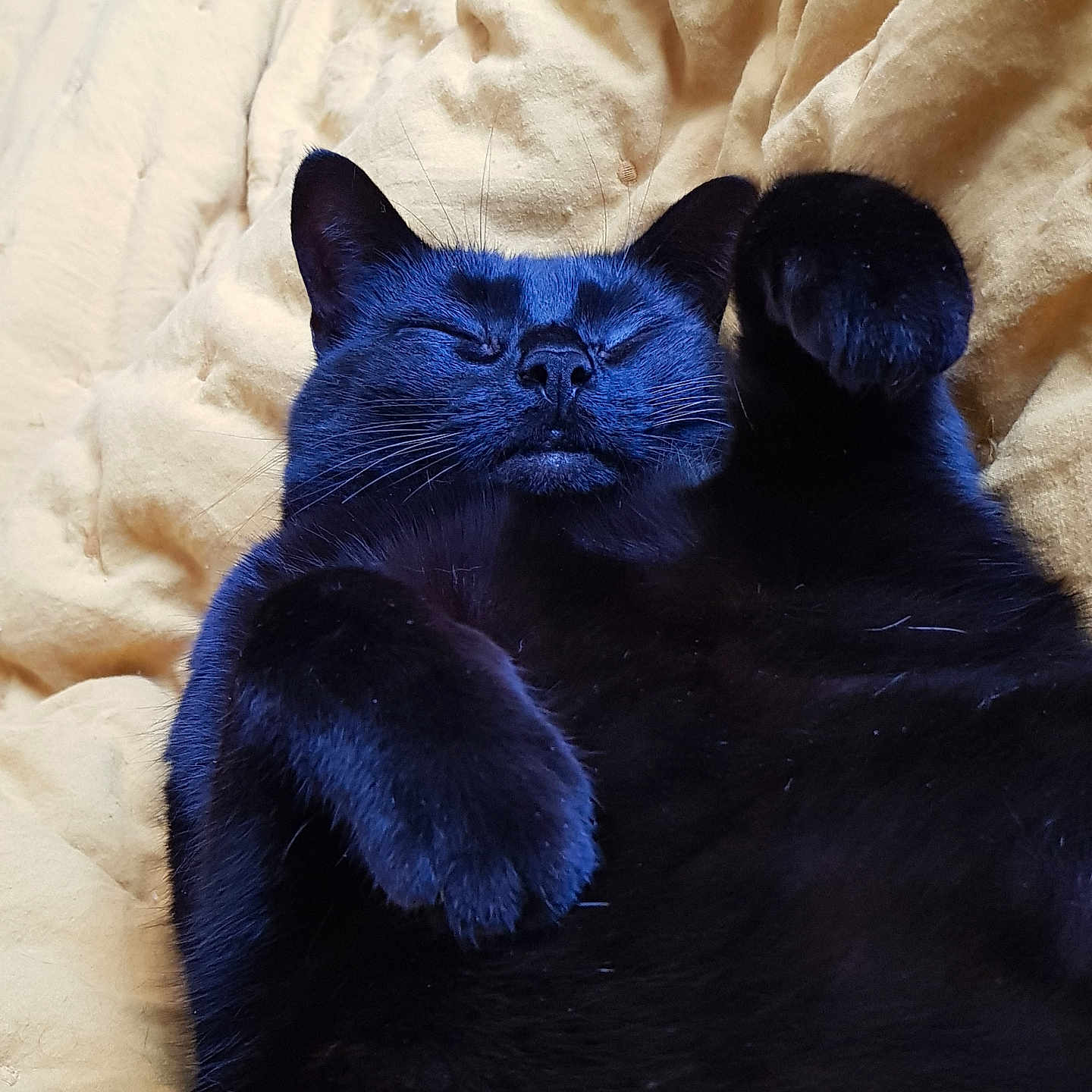 Baghera a rejoint le concours — aidez-le/la à gagner de superbes lots ! animal, bed, bedroom, blackcat, blanket, cat, couch, furniture, hardwood, indoors, kitten, manx, pet, quilt, room, wood