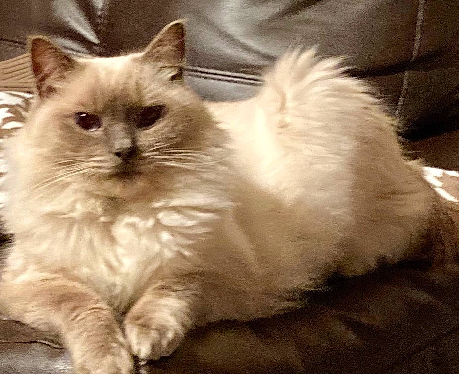 Tom joined the competition — help win amazing prizes! birman, british_longhair, carnivore, cat, claw, comfort, fawn, felidae, fur, iris, paw, ragdoll, small_to_medium_sized_cats, snout, tail, terrestrial_animal, whiskers