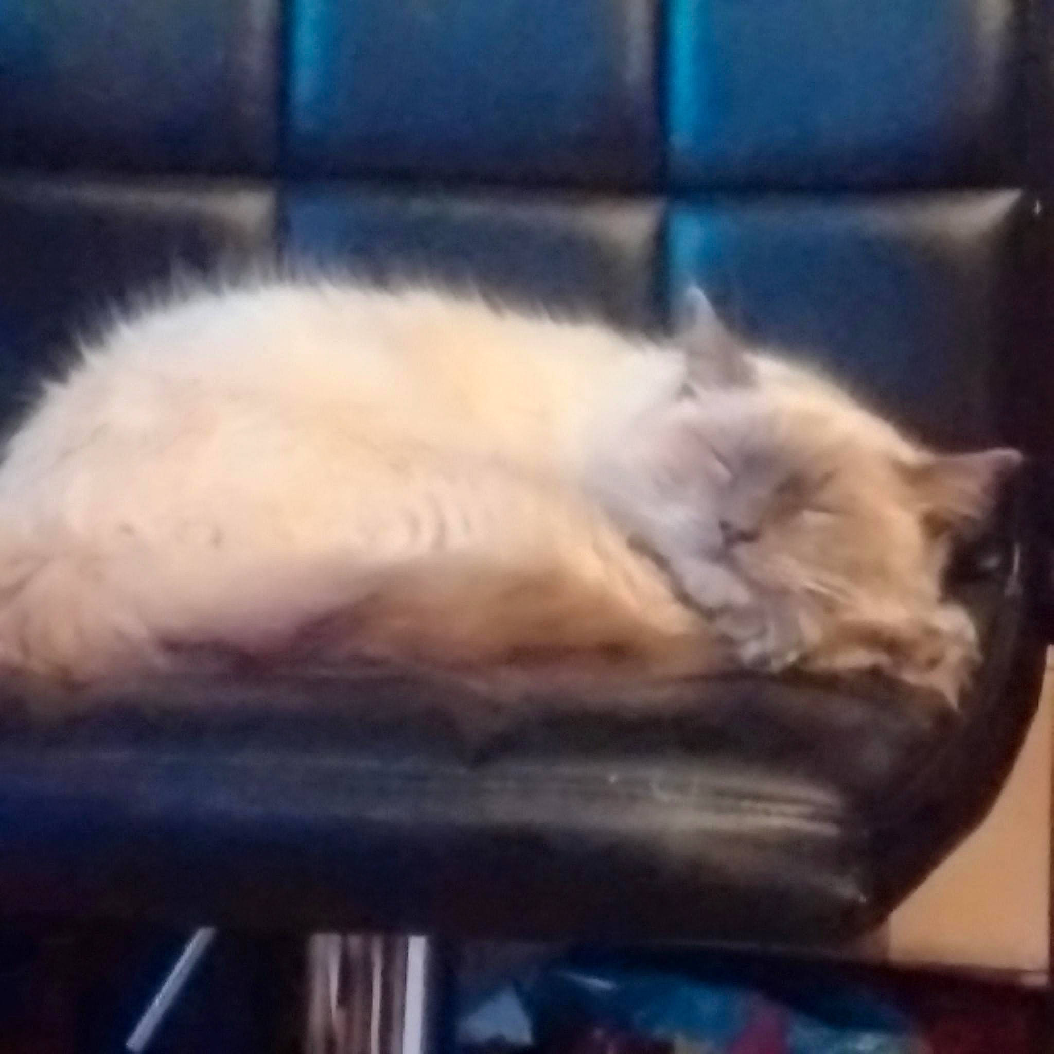 Tom is registered to the contest to win money with this photo: birman, carnivore, cat, cloud, domestic_long_haired_cat, felidae, furniture, himalayan, kitten, nap, persian, ragdoll, sky, sleep, small_to_medium_sized_cats, square, tail, tonkinese, turkish_van, whiskers