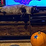 animal, blue, bowl, cat, cozy, decor, floor, fluffy, home, indoor, living_room, orange, pet, pumpkin, relaxed, resting, screen, television, wood, wooden_furniture