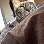 bed, blanket, cat, close_up, cozy, curious, domestic_animal, ears, feline, fur, green_eyes, indoor, pet, relaxed, resting, room, soft_texture, sunlight, tabby, whiskers