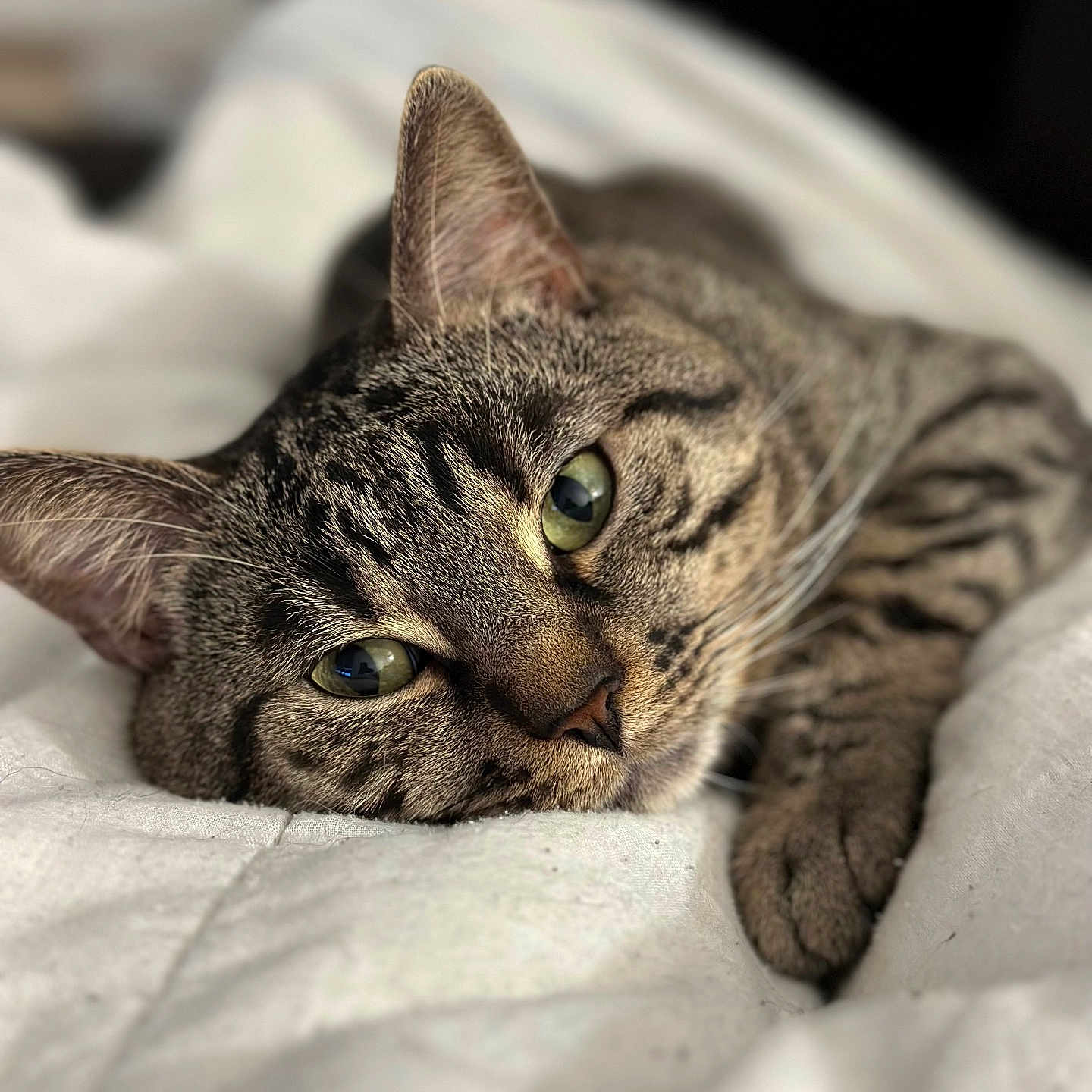 Djal a rejoint le concours — aidez-le/la à gagner de superbes lots ! animal, blanket, cat, closeup, cozy, cute, ears, feline, fur, green_eyes, indoor, lying_down, paws, pet, portrait, relaxed, sleepy, soft, tabby, whiskers