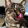 cat, tabby_cat, close_up, tongue, licking, whiskers, green_eyes, fur, pet, animal, indoor, cute, face, focus, playful, domestic_cat, mammal, feline, portrait, nose