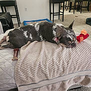 June is registered to the contest to win money with this photo: bed, blanket, canine, carpet, chair, comfort, cozy, dog, domestic_animal, furniture, household, indoor, living_room, pet_bed, plush_toy, quiet, relaxation, resting, sleeping, table