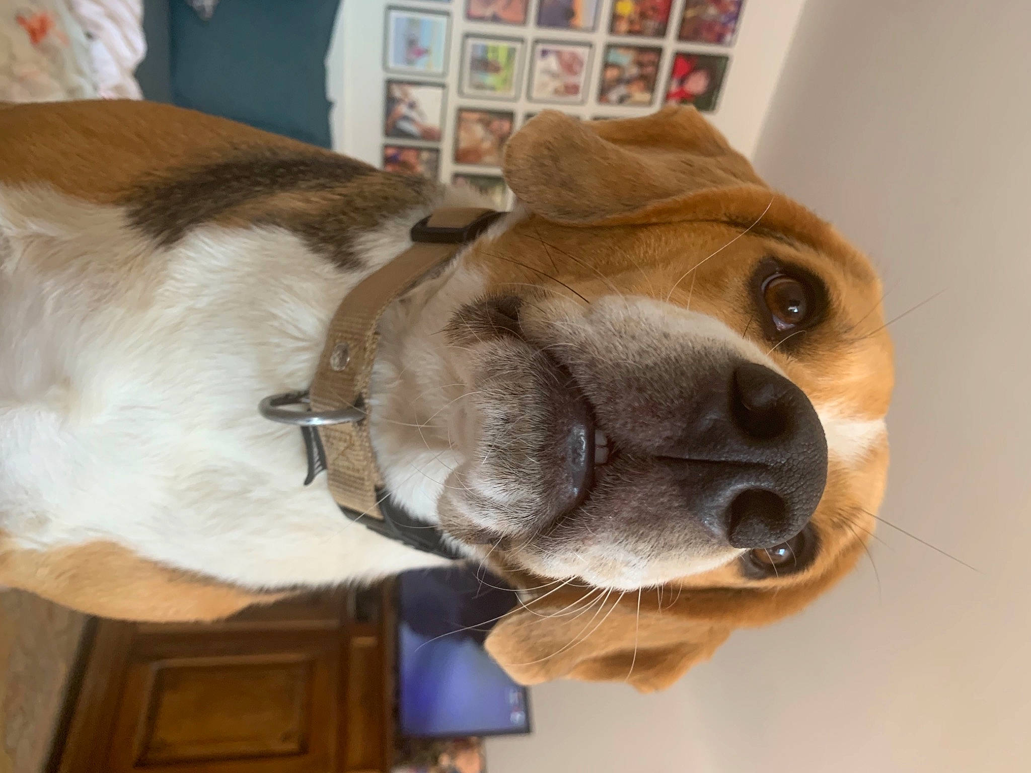 Riley a rejoint le concours — aidez-le/la à gagner de superbes lots ! canidae, carnivore, collar, companion_dog, dog, dog_breed, dog_collar, dog_supply, ear, fawn, fur, jaw, leash, liver, pet_supply, snout, sporting_group, whiskers, working_animal, wrinkle