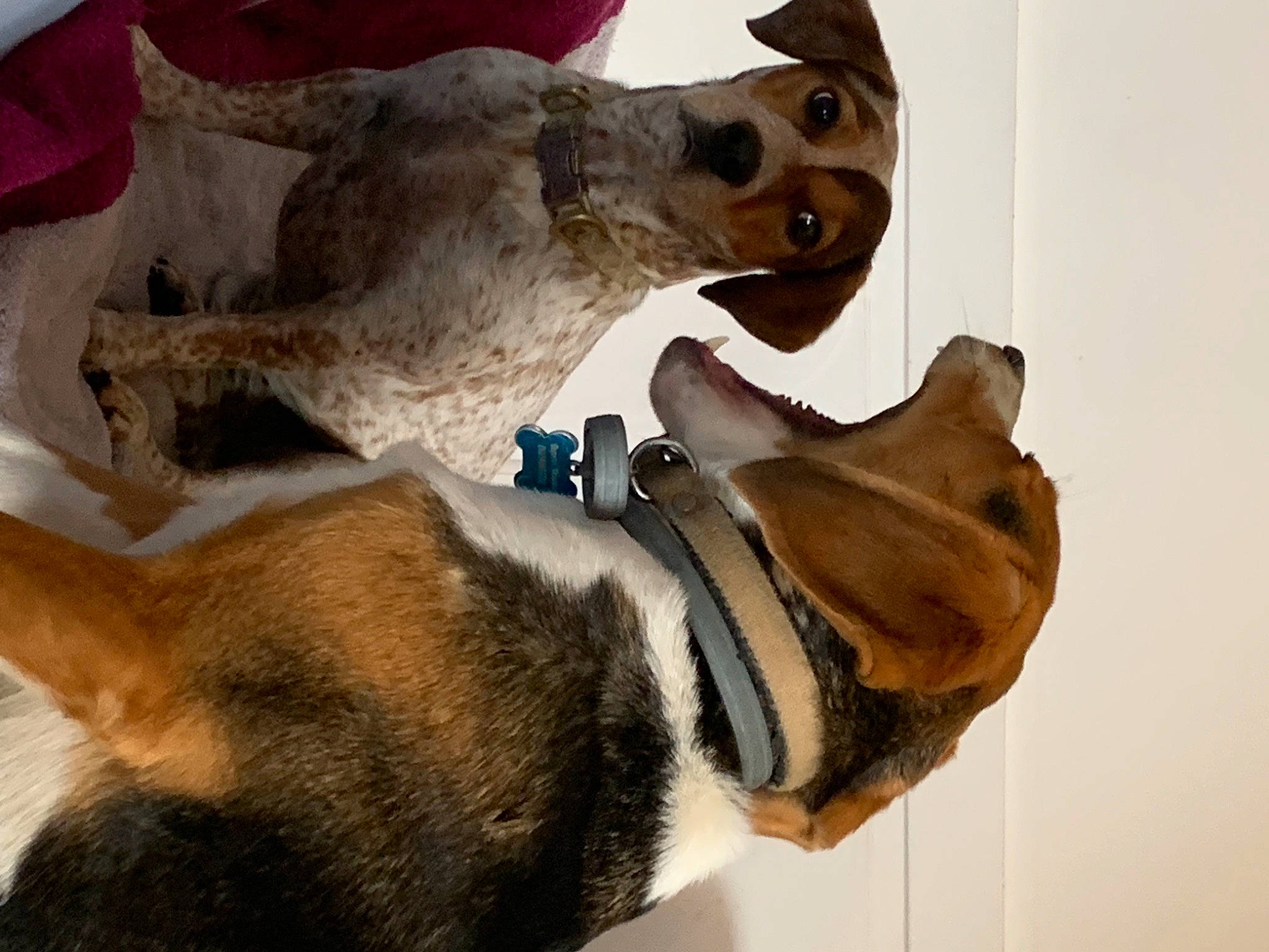 Riley a rejoint le concours — aidez-le/la à gagner de superbes lots ! canidae, carnivore, collar, companion_dog, dog, dog_breed, fawn, fur, guard_dog, jaw, paw, pet_supply, snout, sporting_group, tail, terrestrial_animal, whiskers, wood, working_animal, working_dog