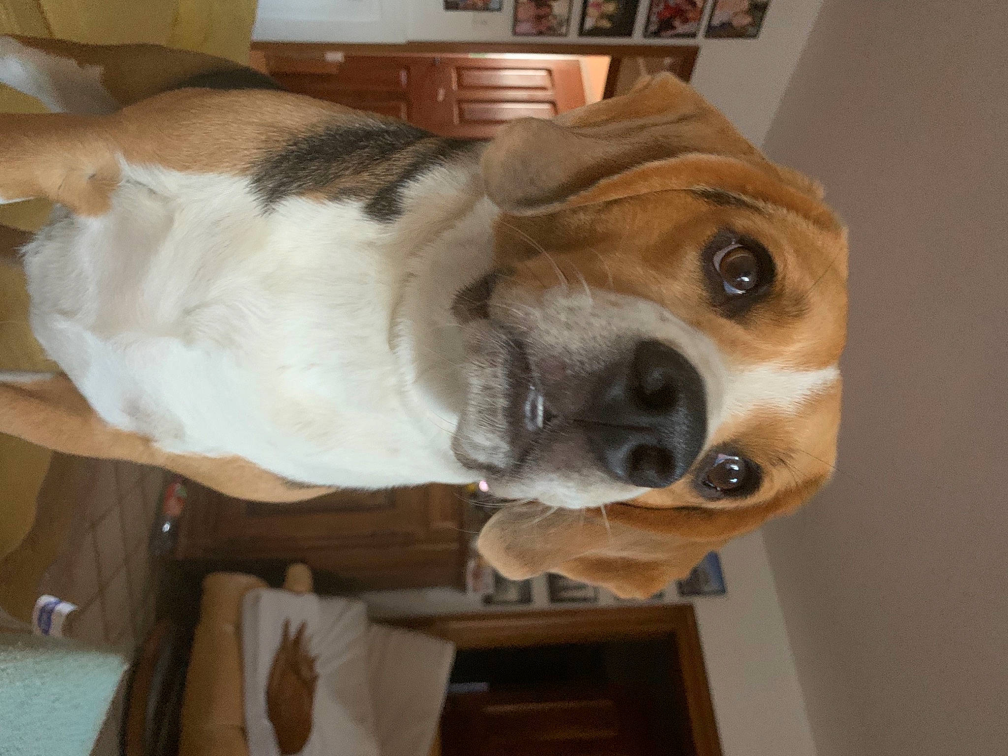 Riley a rejoint le concours — aidez-le/la à gagner de superbes lots ! beaglier, canidae, carnivore, collar, companion_dog, dog, dog_breed, ear, fawn, fur, giant_dog_breed, non_sporting_group, pet_supply, scent_hound, snout, sporting_group, whiskers, wood, working_animal