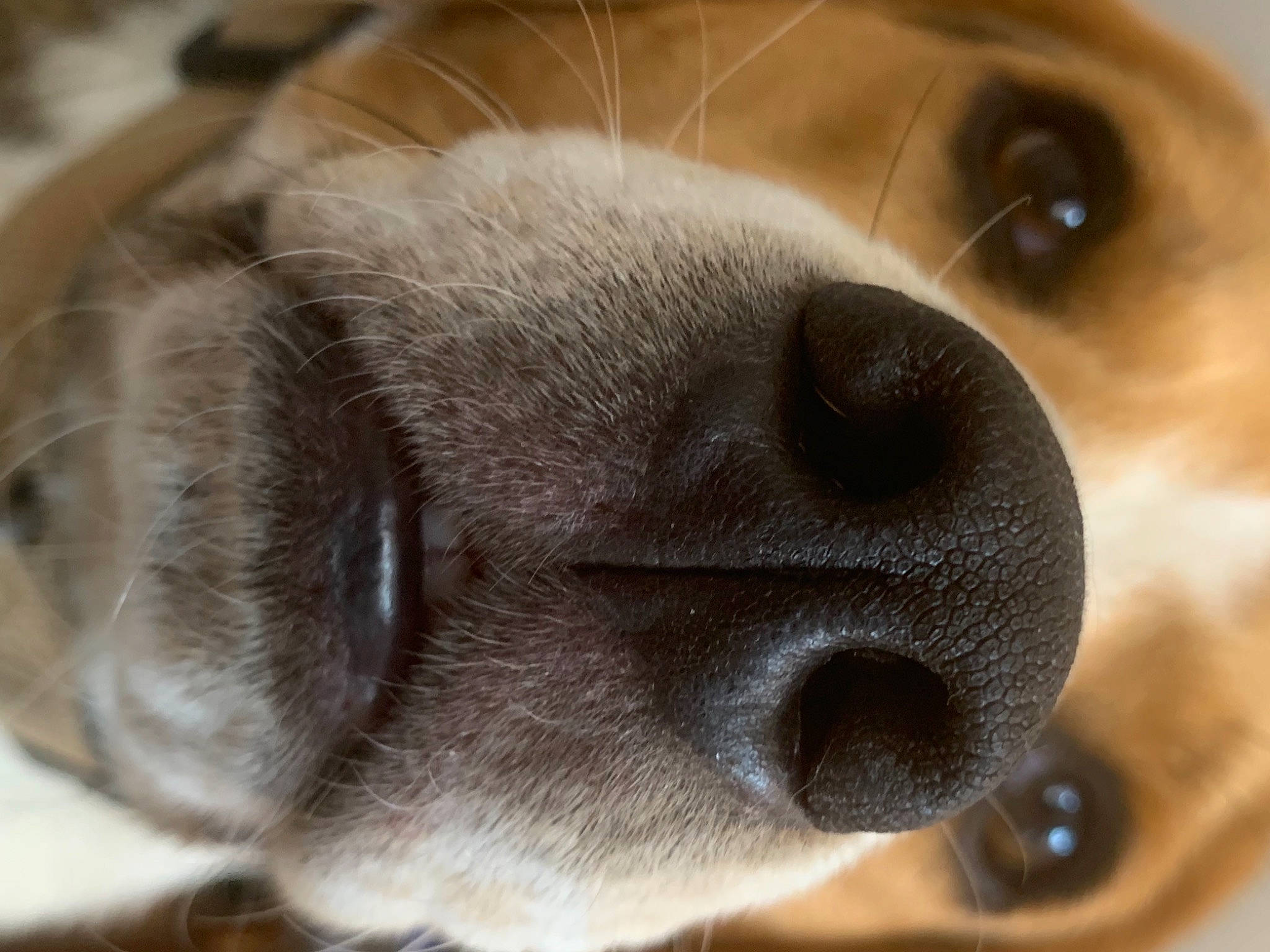 Riley a rejoint le concours — aidez-le/la à gagner de superbes lots ! canidae, carnivore, close_up, companion_dog, dog, dog_breed, ear, eyelash, fawn, fur, head, iris, liver, macro_photography, snout, sporting_group, terrestrial_animal, whiskers, working_animal, wrinkle