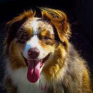Rusty joined the competition — help win amazing prizes! dog, australian_shepherd, tongue_out, fluffy_fur, close_up, pet, animal, happy, smiling, portrait, outdoor, sunlight, brown, white, fur, ears, nose, mouth, tongue, face