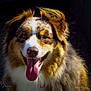 dog, australian_shepherd, tongue_out, fluffy_fur, close_up, pet, animal, happy, smiling, portrait, outdoor, sunlight, brown, white, fur, ears, nose, mouth, tongue, face