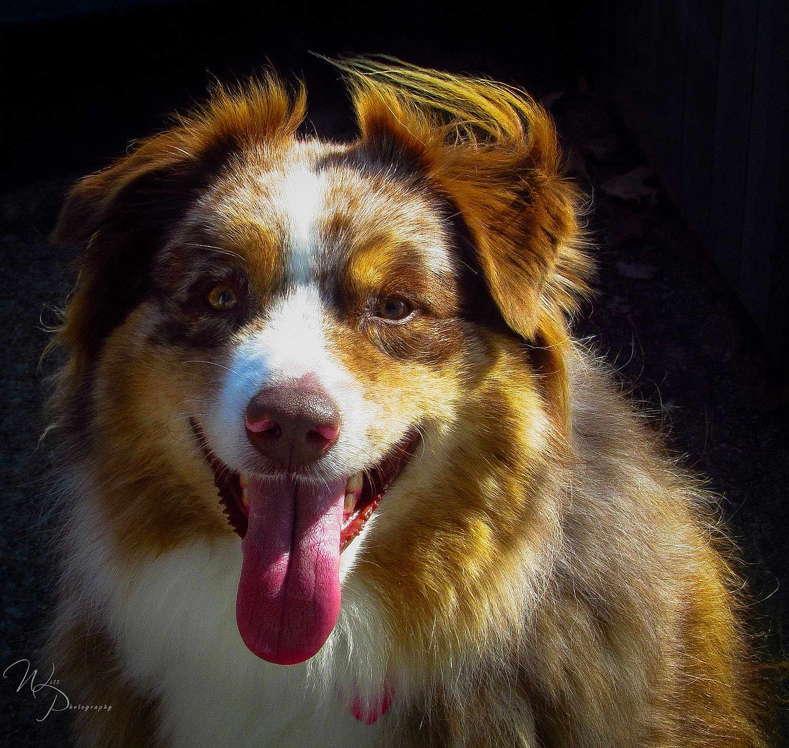 Rusty joined the competition — help win amazing prizes! dog, australian_shepherd, tongue_out, fluffy_fur, close_up, pet, animal, happy, smiling, portrait, outdoor, sunlight, brown, white, fur, ears, nose, mouth, tongue, face