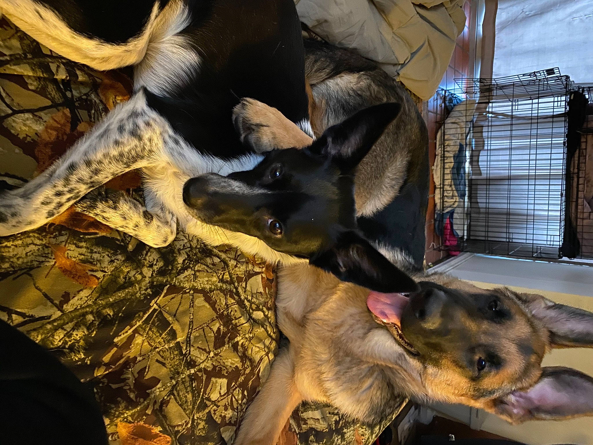 Scout joined the competition — help win amazing prizes! canidae, carnivore, companion_dog, dog, dog_breed, dog_supply, fawn, fur, german_shepherd_dog, mammal, paw, pet_supply, snout, sporting_group, vertebrate, working_animal, working_dog