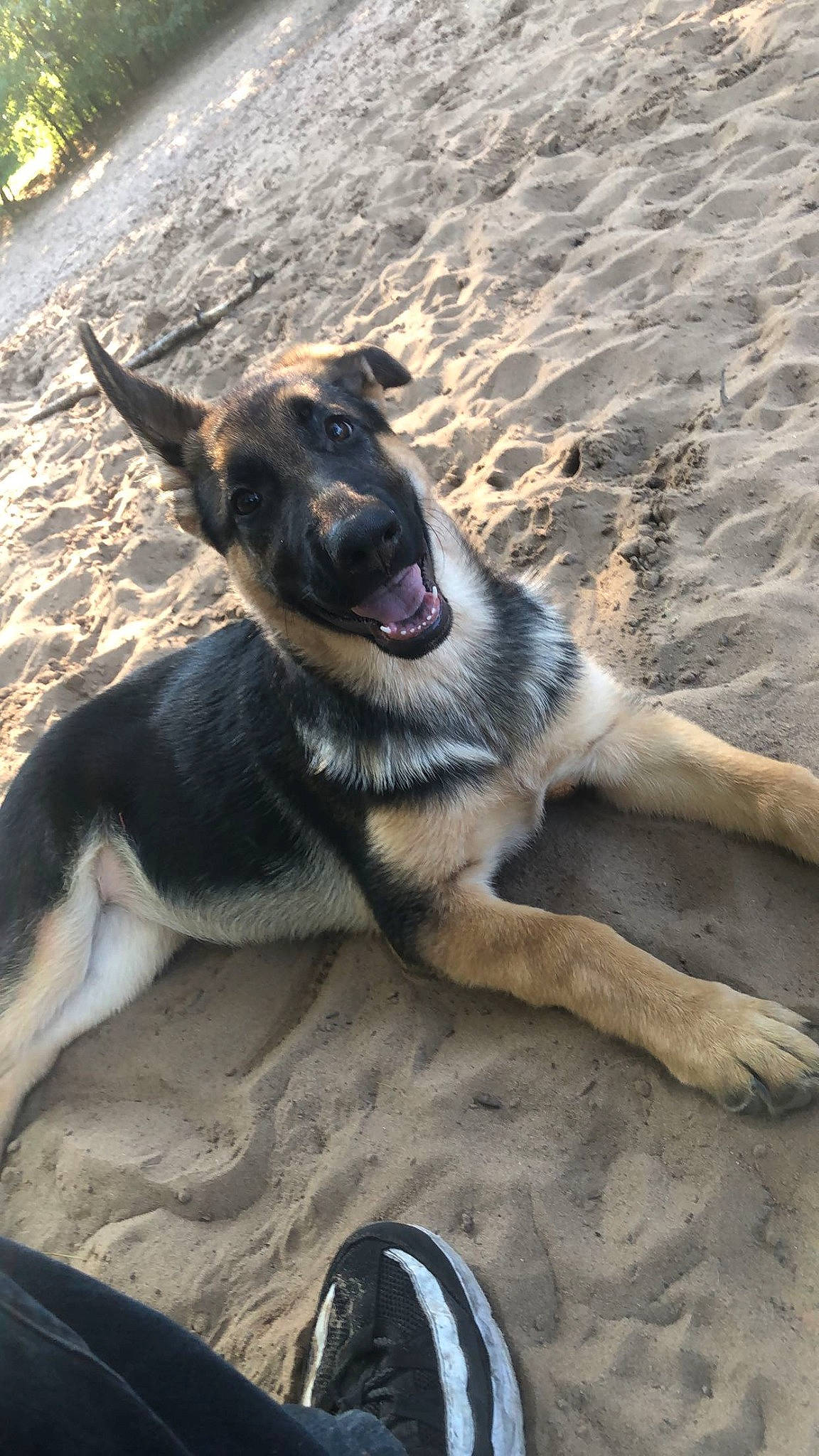 Eve joined the competition — help win amazing prizes! canidae, carnivore, collar, companion_dog, dog, dog_breed, fawn, foot, german_shepherd_dog, guard_dog, paw, pet_supply, police_dog, sand, shoe, snout, sporting_group, walking_shoe, working_animal, working_dog