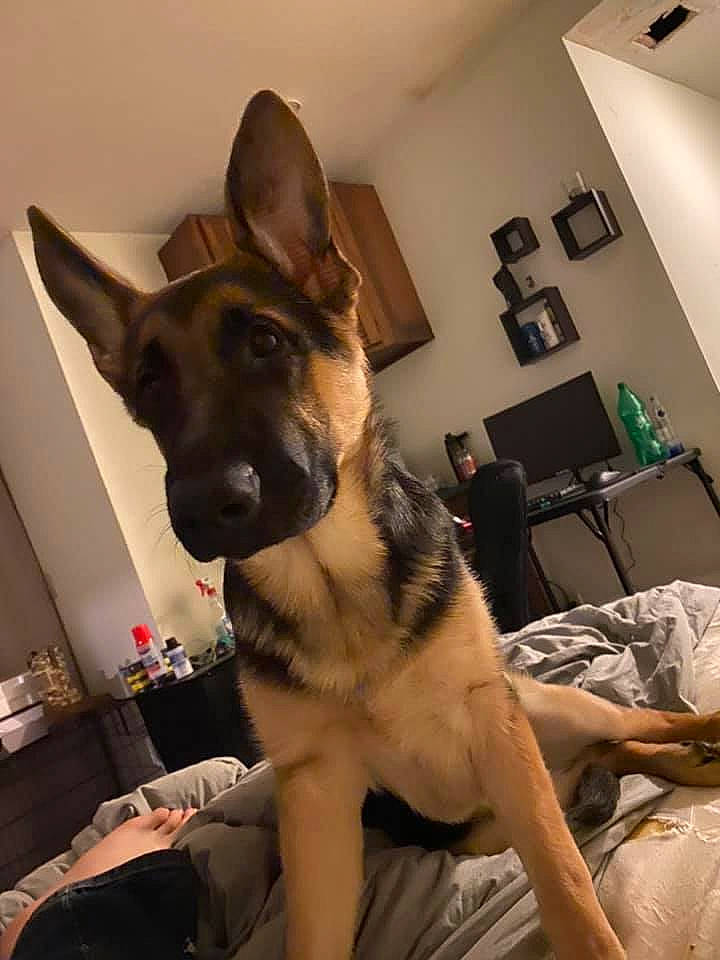 Eve is registered to the contest to win money with this photo: brown, canidae, carnivore, comfort, couch, dog, dog_breed, fawn, fur, german_shepherd_dog, herding_dog, interior_design, king_shepherd, lighting, living_room, old_german_shepherd_dog, police_dog, room, snout, vertebrate