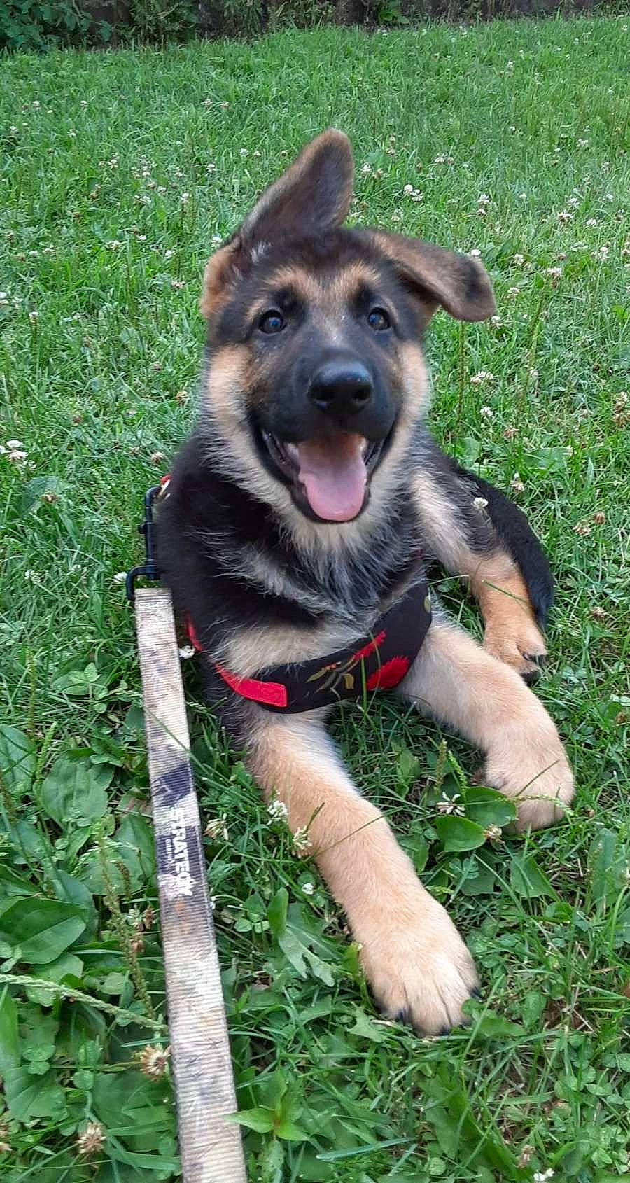 Eve is registered to the contest to win money with this photo: canidae, carnivore, companion_dog, dog, dog_breed, dog_supply, fawn, german_shepherd_dog, grass, grass_family, guard_dog, herding_dog, hunting_dog, lawn, police_dog, snout, sporting_group, tongue, vertebrate, working_animal