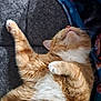 cat, ginger_cat, tabby, pet, sleeping, nap, couch, blanket, whiskers, paw, fur, pink_nose, close_up, cozy, indoor, upholstery, relaxed, soft_texture, mammal, portrait