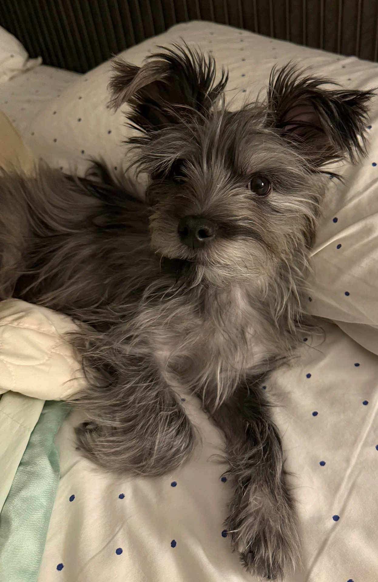 Winston