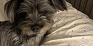 Winston is registered to the contest to win money with this photo: dog, pet, gray_fur, fluffy, blanket, indoor, cute, relaxed, animal, fur, canine, lying_down, comfort, cozy, closeup, portrait, bedroom, domestic_animal, ears, snout