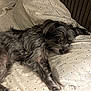 Winston joined the competition — help win amazing prizes! dog, pet, bed, pillow, polka_dots, gray_fur, lying_down, indoor, cozy, relaxed, canine, fur, resting, sleepy, cute, animal, domestic_animal, companion, soft, comfort