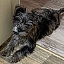 Winston is registered to the contest to win money with this photo: dog, puppy, black, gray, fluffy, lying_down, wooden_floor, indoor, pet, cute, fur, animal, looking_up, canine, young_dog, relaxed, home, flooring, domestic_animal, companion