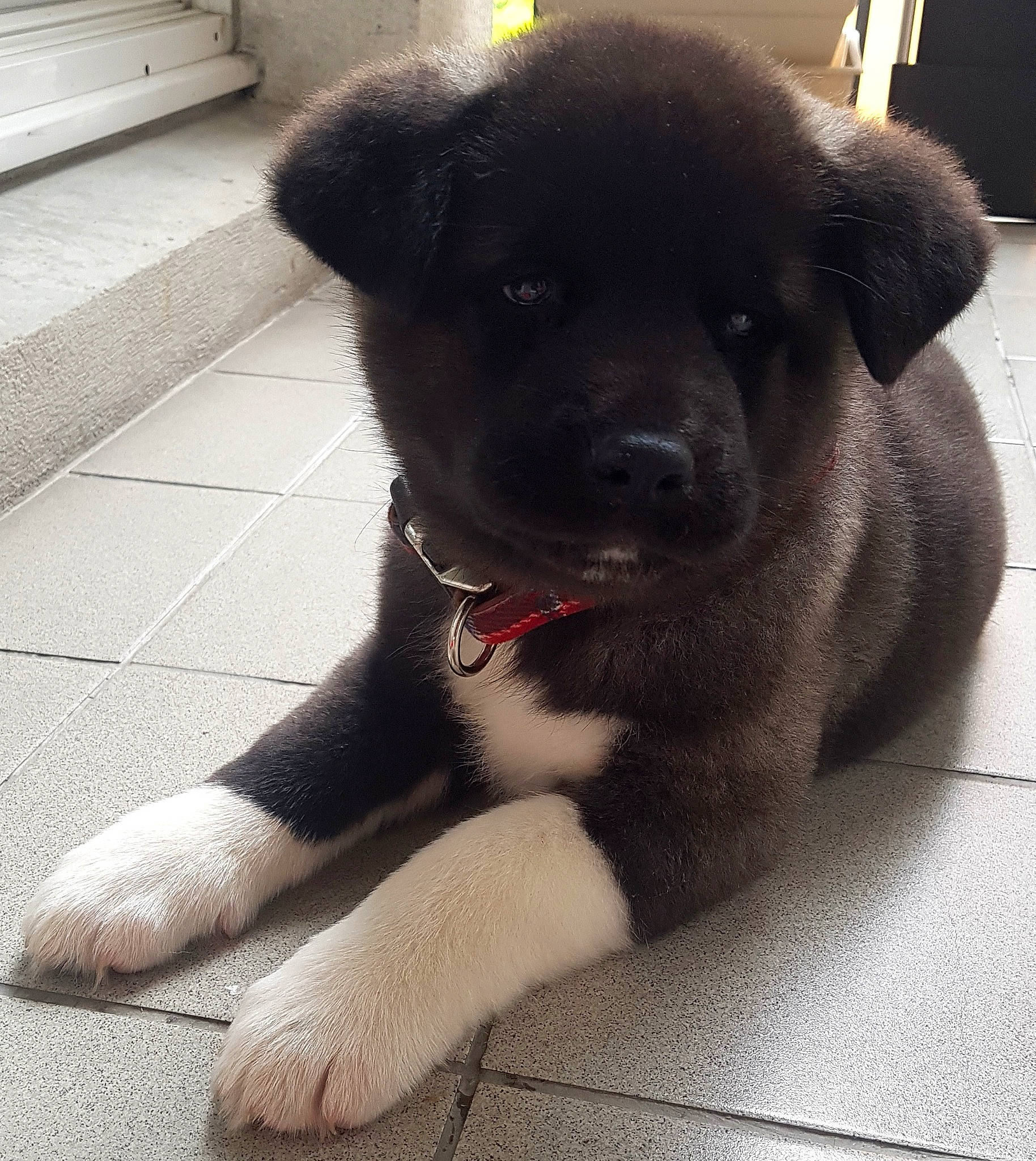 Rwoka participe au concours pour gagner de l'argent avec cette photo : akita, ancient_dog_breeds, canidae, carnivore, companion_dog, dog, dog_breed, fawn, mammal, puppy, rare_breed_dog, snout, sporting_group, vertebrate