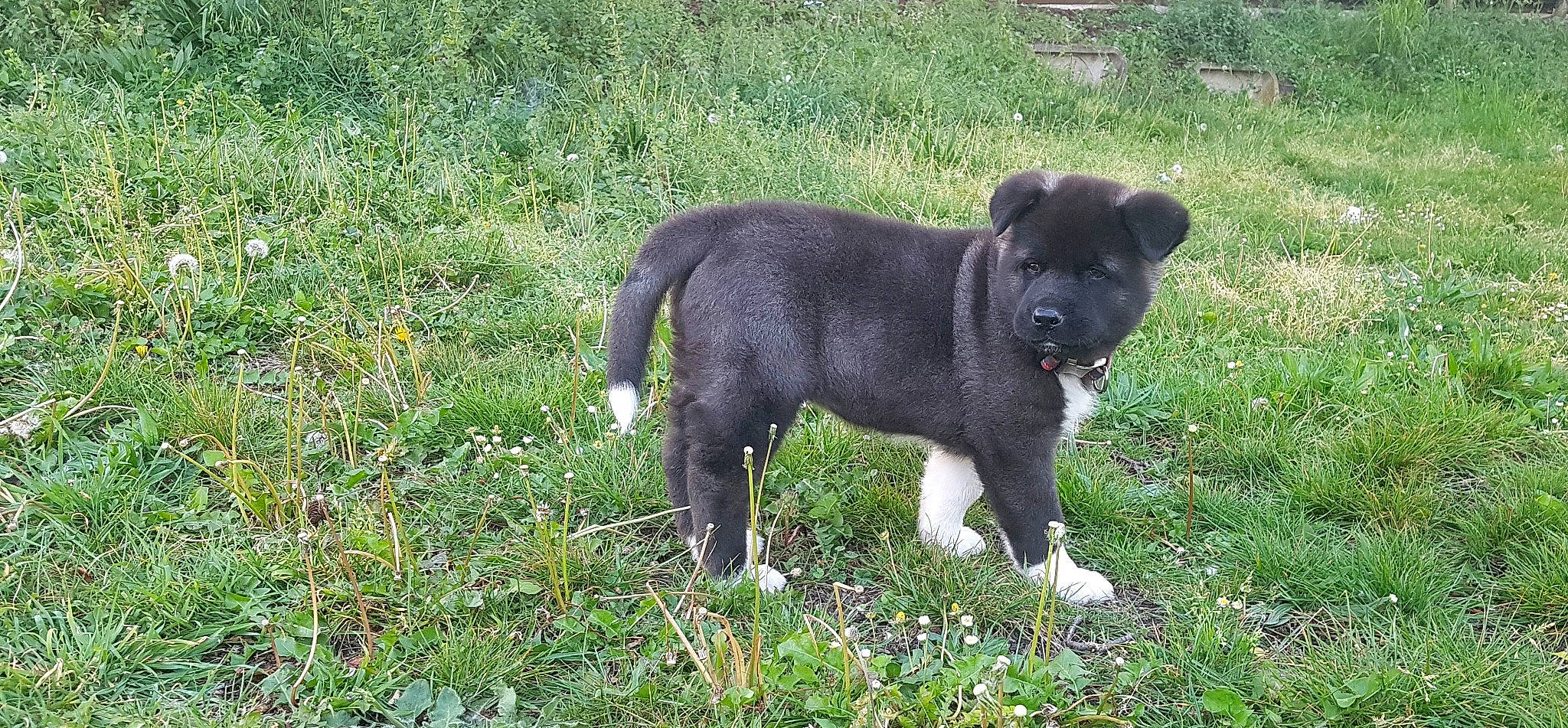 Rwoka a rejoint le concours — aidez-le/la à gagner de superbes lots ! akita, canidae, carnivore, companion_dog, dog, dog_breed, mammal, puppy, rare_breed_dog, snout, sporting_group, vertebrate