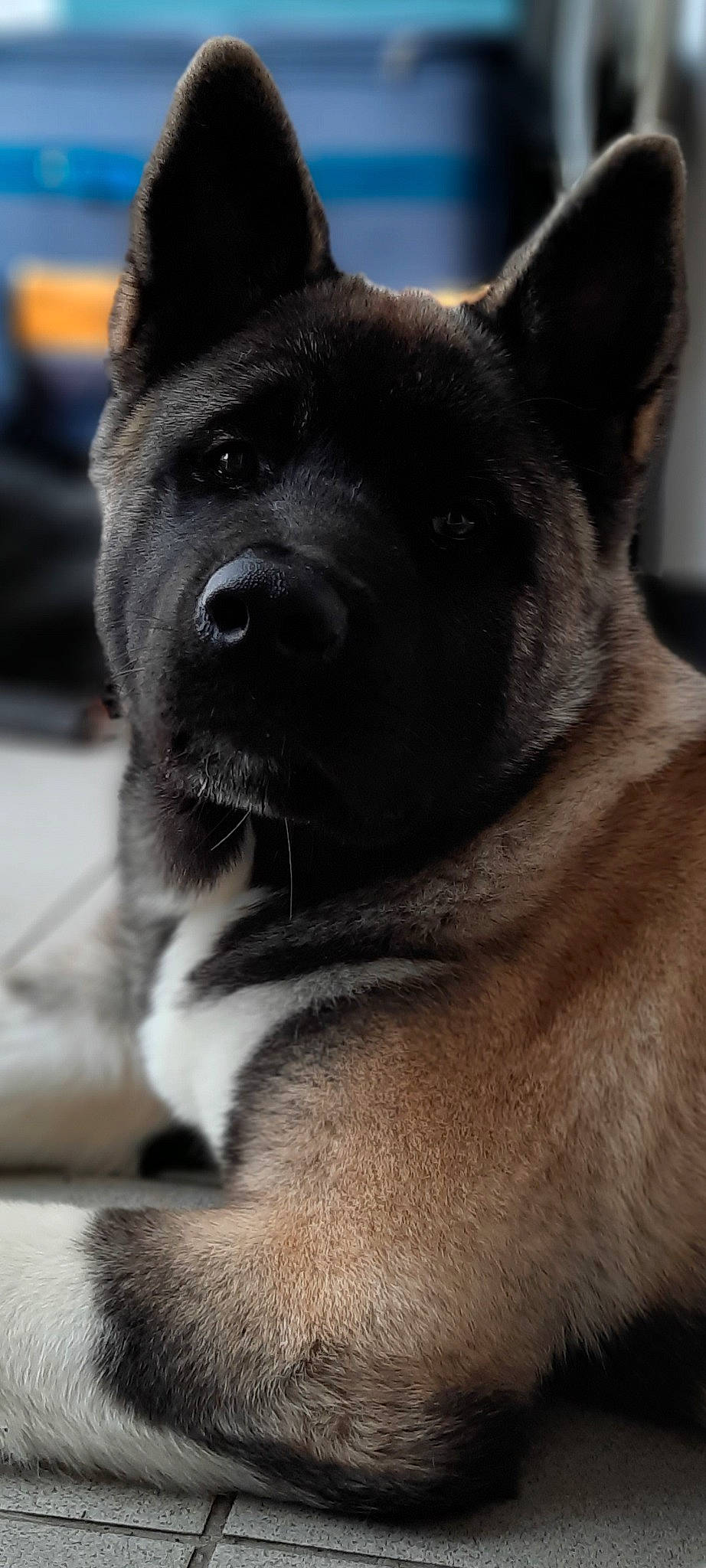 Roxanne participe au concours pour gagner de l'argent avec cette photo : akita, akita_inu, black_norwegian_elkhound, canidae, carnivore, dog, dog_breed, kai_ken, mammal, norwegian_elkhound, rare_breed_dog, shikoku, snout, vertebrate, working_dog